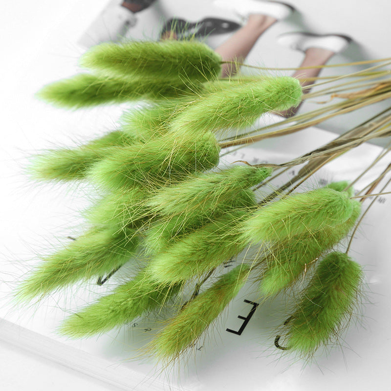 Dried Bunny Tail Grass Bouquet Pampas Decor Natural Flower Arrangement