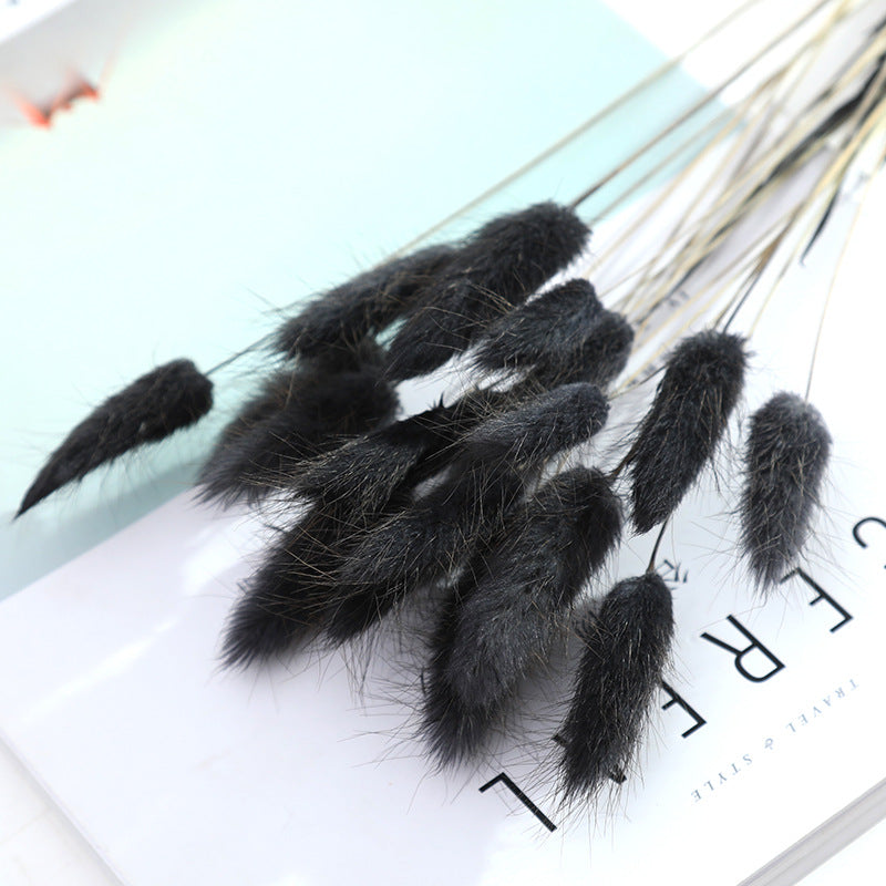 Dried Bunny Tail Grass Bouquet Pampas Decor Natural Flower Arrangement