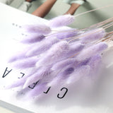 Dried Bunny Tail Grass Bouquet Pampas Decor Natural Flower Arrangement
