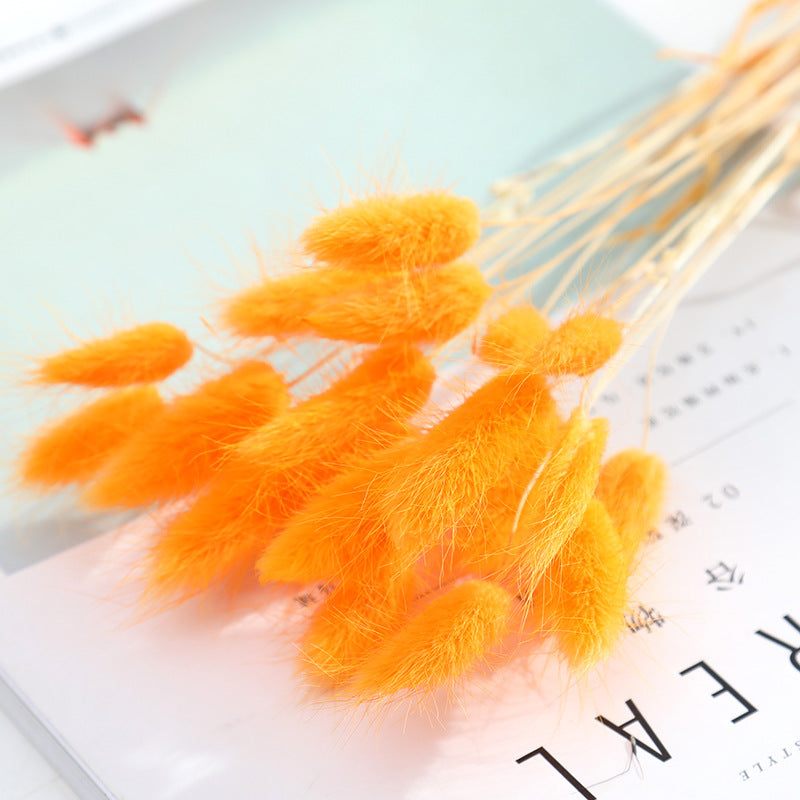 Dried Bunny Tail Grass Bouquet Pampas Decor Natural Flower Arrangement