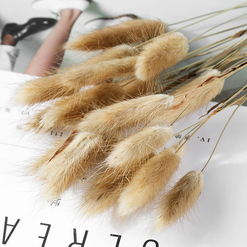 Dried Bunny Tail Grass Bouquet Pampas Decor Natural Flower Arrangement
