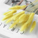 Dried Bunny Tail Grass Bouquet Pampas Decor Natural Flower Arrangement